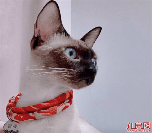 厦门龙湖冠寓丨实名羡慕这届青年，这大概就是我想要的生活吧——九房网