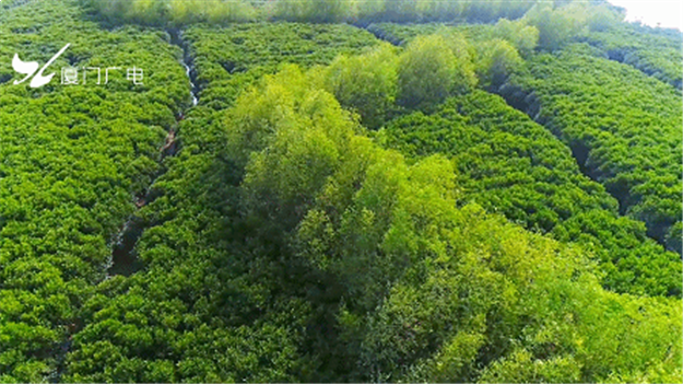 火力全开！厦门这个区全面爆发！——九房网