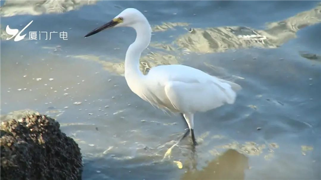 火力全开！厦门这个区全面爆发！——九房网