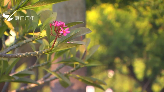 火力全开！厦门这个区全面爆发！——九房网