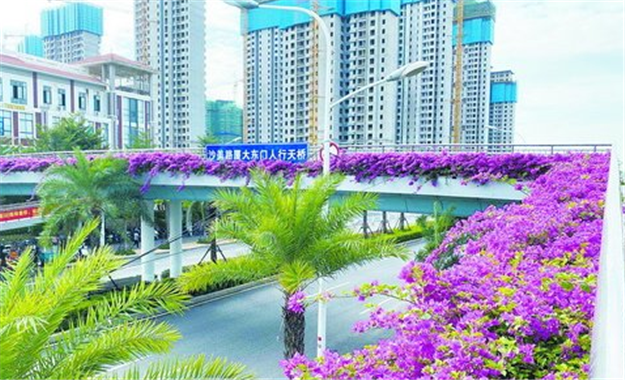 翔安首批两座"三角梅"天桥亮相：将以此为试点 推广天桥垂直绿化彩化——九房网