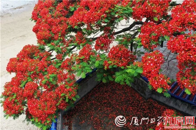 又一“国字号”大会落户厦门！17日—18日，全国聚焦厦门…——九房网