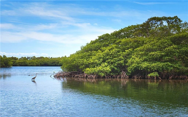 这里推窗即可瞰海,悦享6300亩红树林鲜氧生活——九房网 这里推窗即可瞰海,悦享6300亩红树林鲜氧生活——九房网