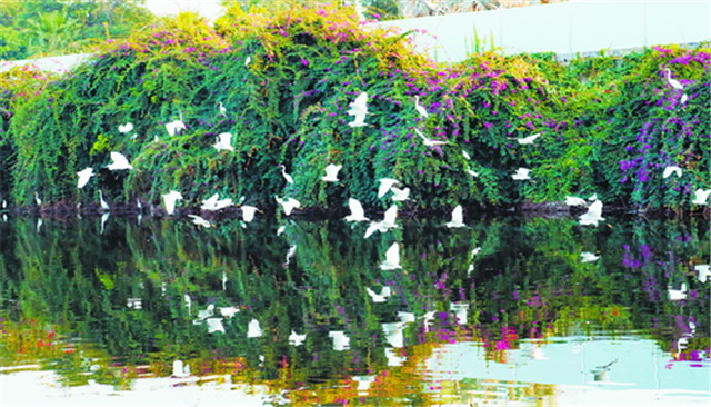 厦门园博苑用生态描绘"水上大观园"，保护城市“绿肺”——九房网