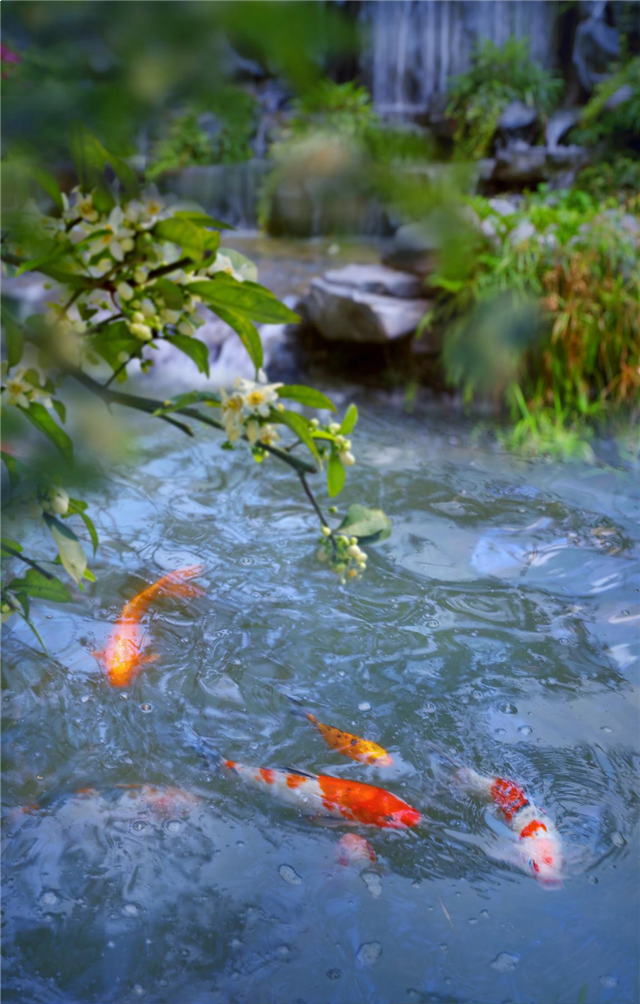 景粼洋房|匠造精致生活致献名仕——九房网 景粼洋房|匠造精致生活致献名仕——九房网