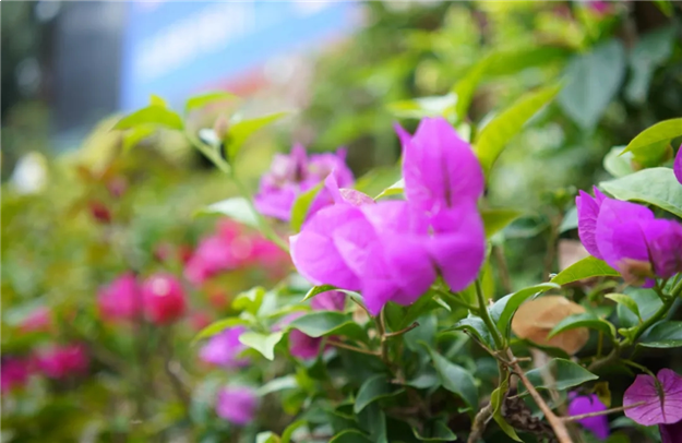 厦门房产,厦门房地产,厦门新房,九房网,厦门房产 厦门房产,厦门房地产,厦门新房,九房网,厦门房产