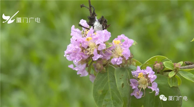 厦门房产,厦门房地产,厦门新房,九房网,厦门房产 厦门房产,厦门房地产,厦门新房,九房网,厦门房产