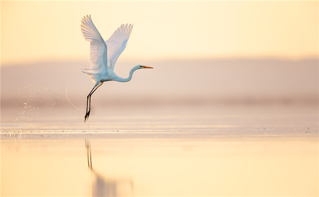景粼洋房 | 堪比住在景区里,是种什么体验?——九房网 景粼洋房 | 堪比住在景区里,是种什么体验?——九房网