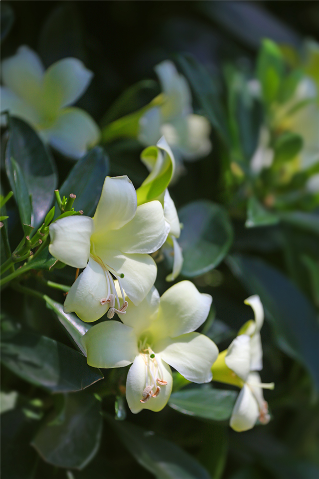 景粼洋房 | 堪比住在景区里,是种什么体验?——九房网 景粼洋房 | 堪比住在景区里,是种什么体验?——九房网