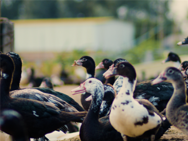 龙民节美味英雄会第1季|他是谁？为什么三代人挚爱一只红面番鸭？——九房网