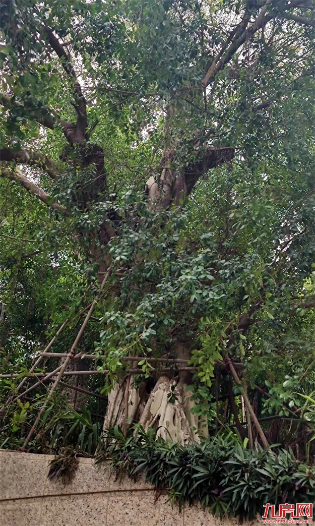 厦门，唯一一个被妖魔化的顶级豪宅 | 中篇——九房网