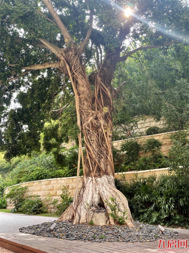 厦门，唯一一个被妖魔化的顶级豪宅 | 中篇——九房网