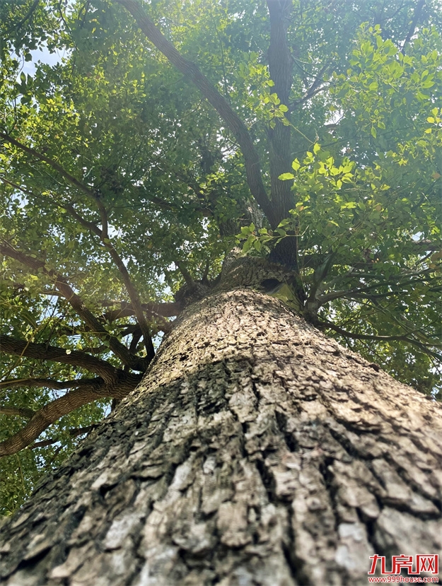 厦门，唯一一个被妖魔化的顶级豪宅 | 中篇——九房网