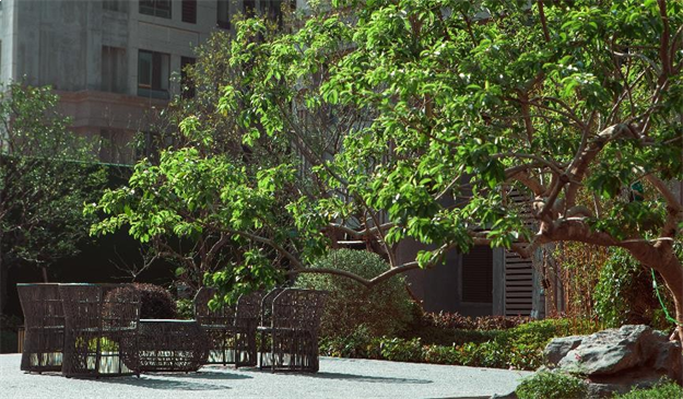 一颗离家出走的树——九房网