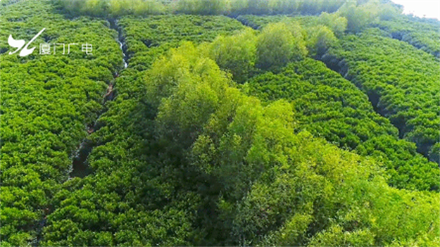最后一栋,耀世而来|顶流红盘收官之战即将打响!——九房网 最后一栋,耀世而来|顶流红盘收官之战即将打响!——九房网