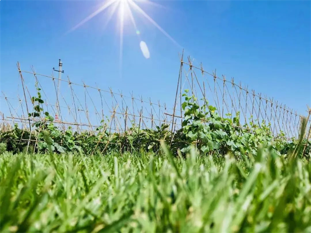 百余全国主流媒体齐聚桃李春风,探寻美好生活原点——九房网 百余全国主流媒体齐聚桃李春风,探寻美好生活原点——九房网