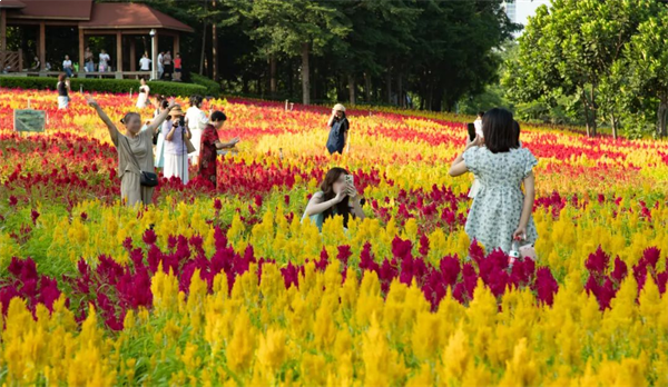 PLUS黄金周,近12.6万人打卡了厦门园博苑!有你吗?——九房网 PLUS黄金周,近12.6万人打卡了厦门园博苑!有你吗?——九房网